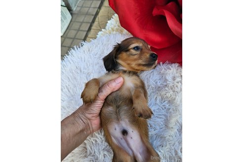 成約済の愛知県のミニチュアダックスフンド(ロングヘアード)-343427の4枚目