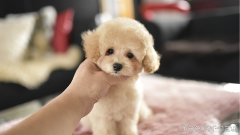 成約済の茨城県のタイニープードル-344603