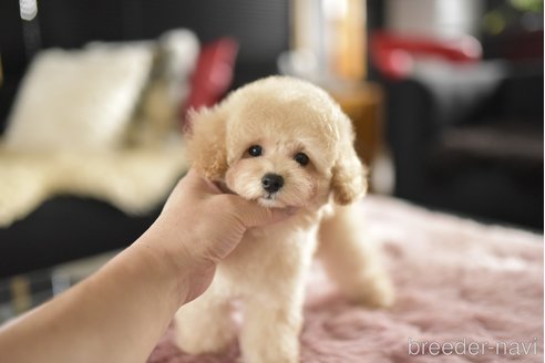 成約済の茨城県のタイニープードル-344603の6枚目