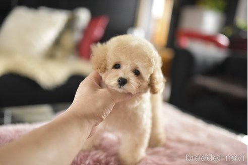 成約済の茨城県のタイニープードル-344603の5枚目