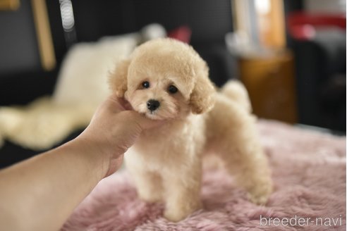 成約済の茨城県のタイニープードル-344603の4枚目