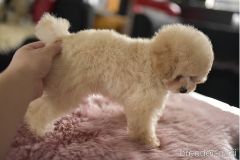 成約済の茨城県のタイニープードル-344603の3枚目