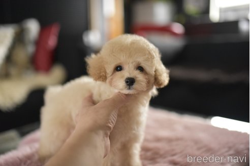 成約済の茨城県のタイニープードル-344603の2枚目