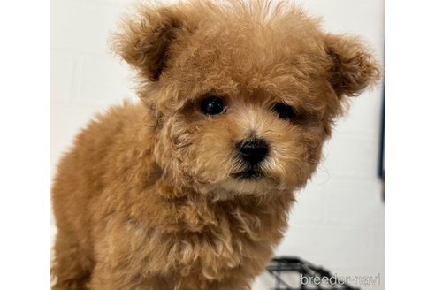 成約済の静岡県のティーカッププードル-344604の4枚目