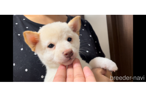 成約済の香川県の豆柴-344608の2枚目