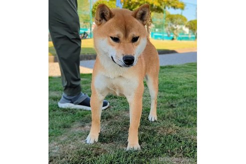 成約済の岐阜県の柴犬-342968の8枚目