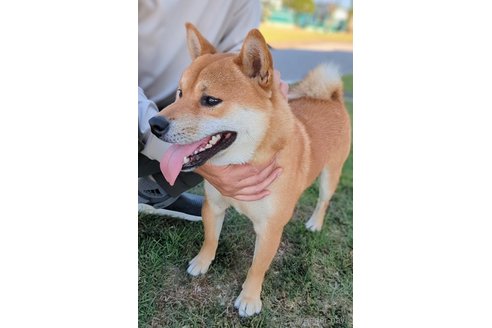 成約済の岐阜県の柴犬-342968の5枚目