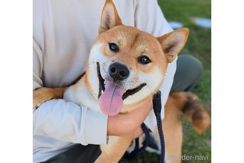 成約済の岐阜県の柴犬-342968の6枚目