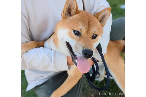 成約済の岐阜県の柴犬-342968の7枚目