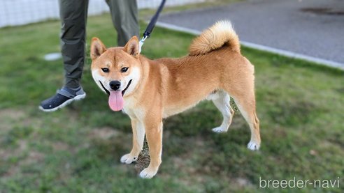 成約済の岐阜県の柴犬-342968の4枚目