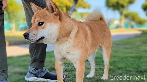成約済の岐阜県の柴犬-342968の3枚目