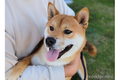 成約済の岐阜県の柴犬-342968の2枚目
