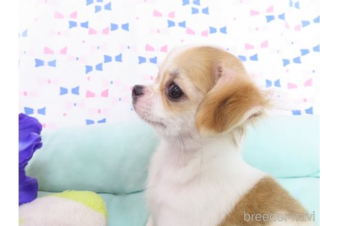 成約済の千葉県のチワワ(ロングコート)-344643の13枚目