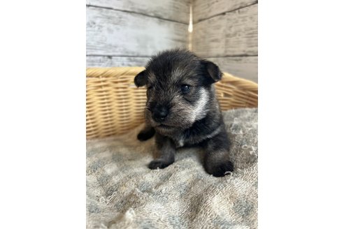 成約済の静岡県のミックス犬-344654の2枚目