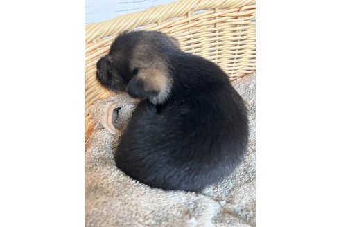 成約済の静岡県のミックス犬-344655の3枚目