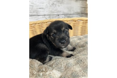 成約済の静岡県のミックス犬-344655の5枚目