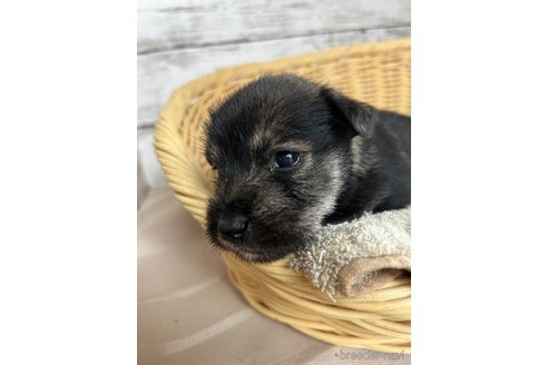 成約済の静岡県のミックス犬-344655の4枚目