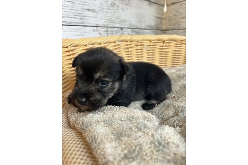 成約済の静岡県のミックス犬-344655の6枚目