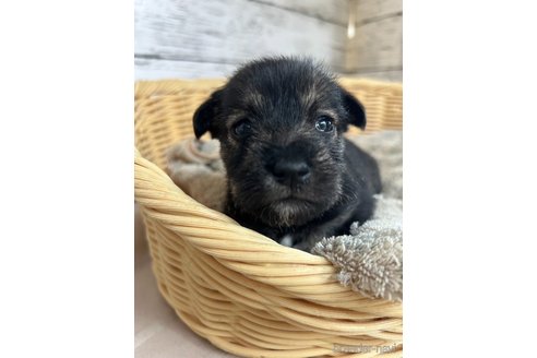 成約済の静岡県のミックス犬-344655の1枚目