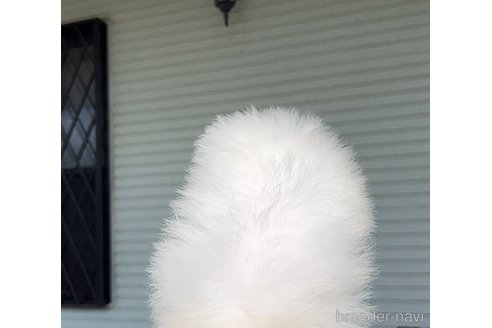 成約済の埼玉県のポメラニアン-344657の5枚目