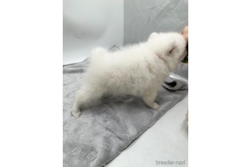 成約済の愛知県の日本スピッツ-344658の2枚目