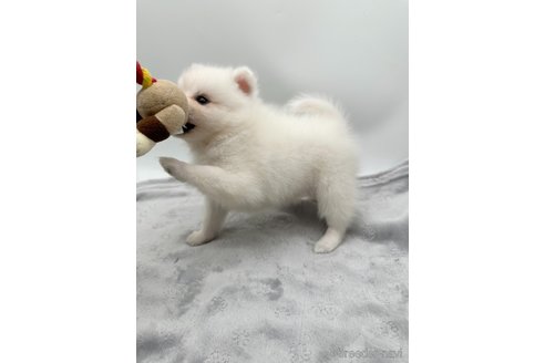 成約済の愛知県の日本スピッツ-344658の3枚目