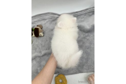 成約済の愛知県の日本スピッツ-344658の4枚目