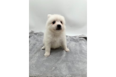 成約済の愛知県の日本スピッツ-344658の1枚目