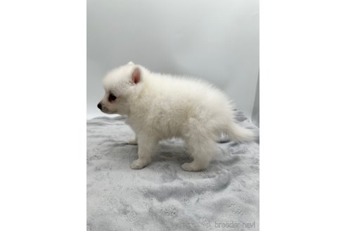 成約済の愛知県の日本スピッツ-344659の2枚目