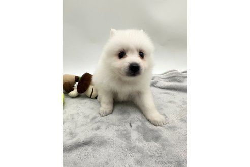 成約済の愛知県の日本スピッツ-344659の1枚目