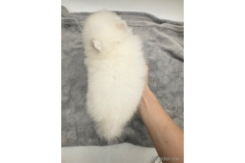 成約済の愛知県の日本スピッツ-344659の3枚目