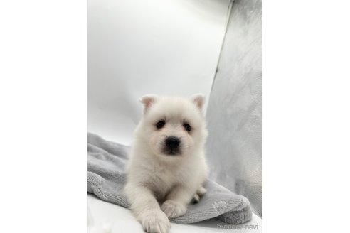 成約済の愛知県の日本スピッツ-344661の1枚目