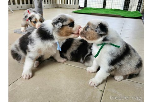 成約済の長野県のオーストラリアンシェパード-342202の21枚目