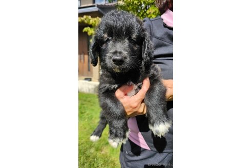 成約済の長野県のミックス犬-335880の1枚目