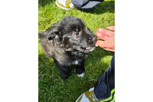 成約済の長野県のミックス犬-335880の2枚目