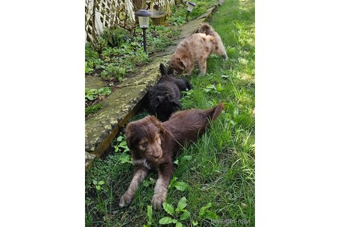 成約済の長野県のミックス犬-335880の3枚目