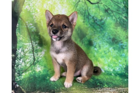 【正規品】 福岡県の豆柴｜男の子・2024/08/10生まれ・赤色（子犬ID：344668 テープ・マスキングテープ