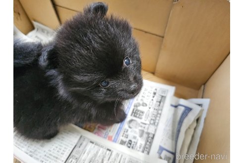 成約済の愛知県のポメラニアン-340315の4枚目