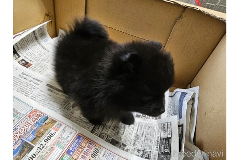 成約済の愛知県のポメラニアン-340315の3枚目
