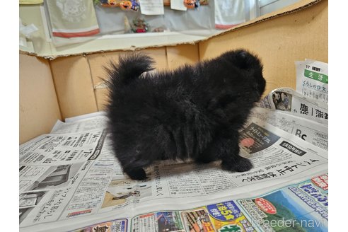 成約済の愛知県のポメラニアン-340315の2枚目