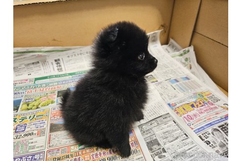 成約済の愛知県のポメラニアン-340316の2枚目