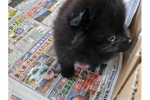 成約済の愛知県のポメラニアン-340316の5枚目