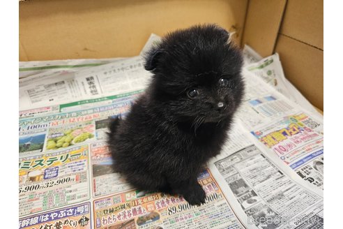 成約済の愛知県のポメラニアン-340316の4枚目