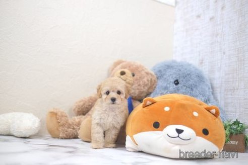 成約済の滋賀県のトイプードル-344683の2枚目