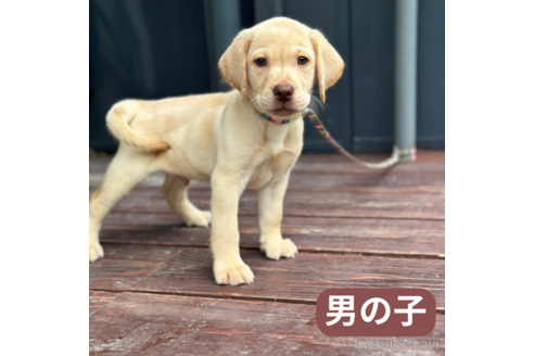 成約済の山口県のラブラドールレトリーバー-343085の5枚目