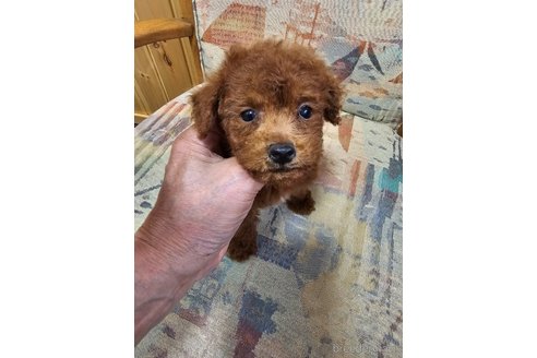 成約済の埼玉県のタイニープードル-344724の3枚目