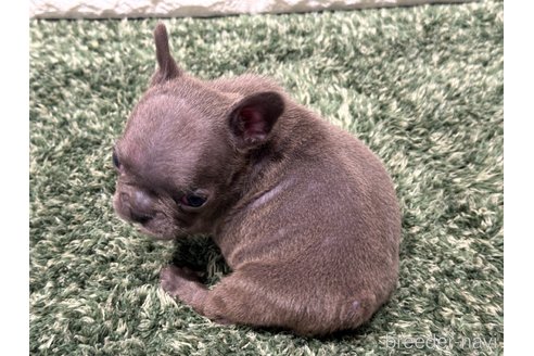 成約済の愛知県のフレンチブルドッグ-344749の4枚目