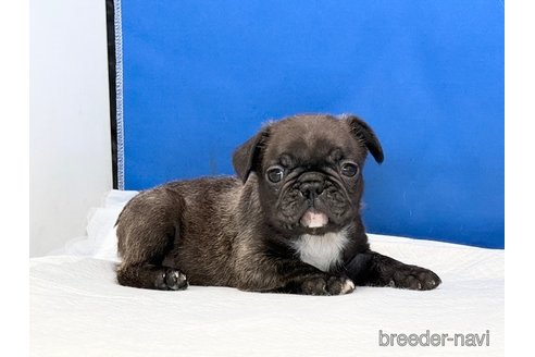 成約済の愛知県のフレンチブルドッグ-344740の2枚目