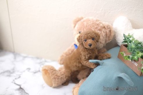 成約済の滋賀県のトイプードル-344742の1枚目
