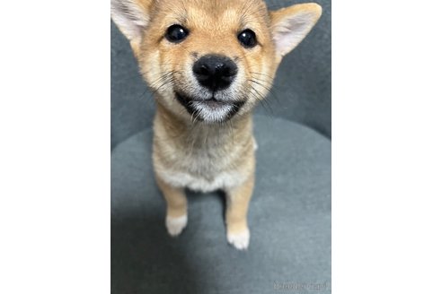 成約済の福岡県の豆柴-335349の2枚目